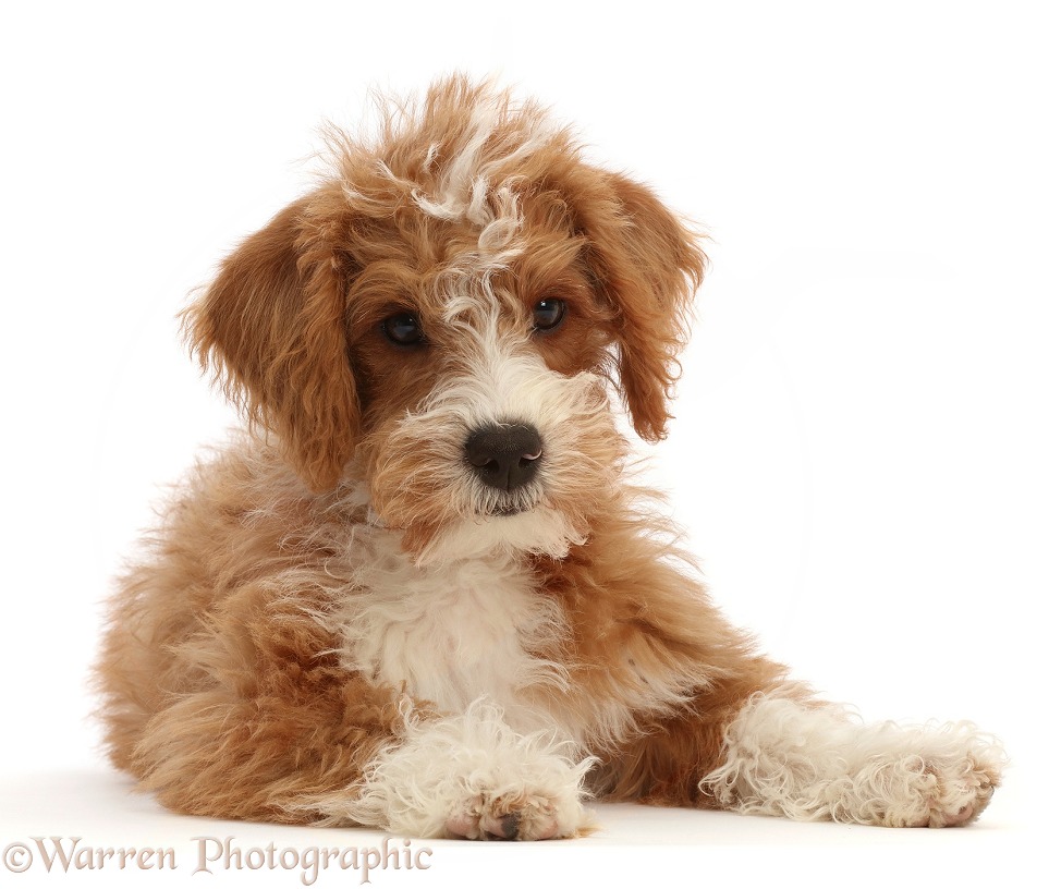 Tan-and-white Poodle-cross puppy, Nerd, 3 months old, white background