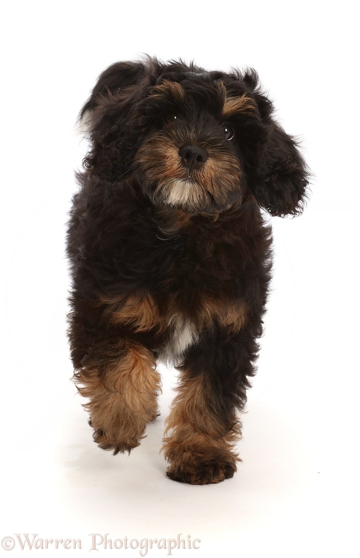 Black-and-tan Poodle-cross puppy, Gummy Bean, 3 months old, walking, white background