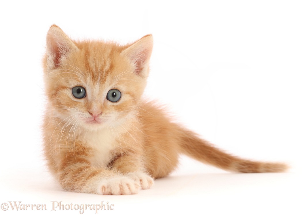 Ginger kitten, resting, white background