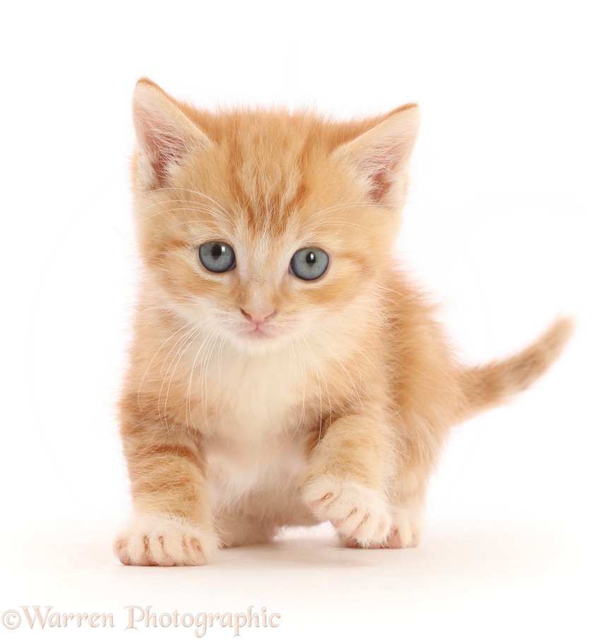 Ginger kitten, stepping forward, white background