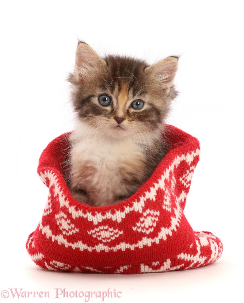 Tortie-Tabby kitten in a knitted woollen hat, white background