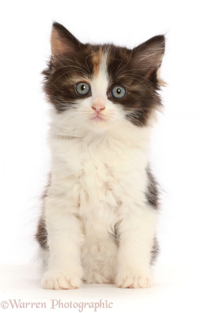 Calico kitten sitting, white background