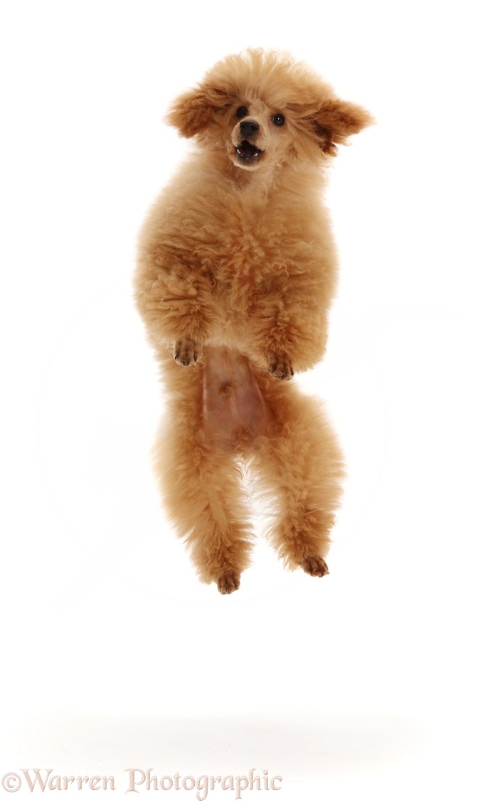 Red Toy poodle dog leaping up, white background