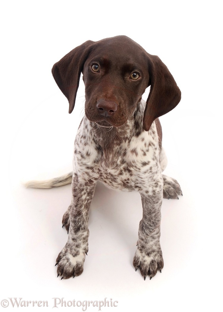 Liver-and-white Pointer puppy, sitting and looking up, white background