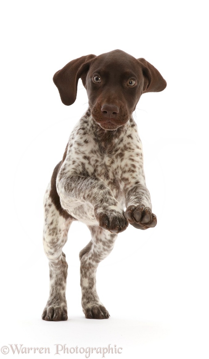 Liver-and-white Pointer puppy, jumping up, white background