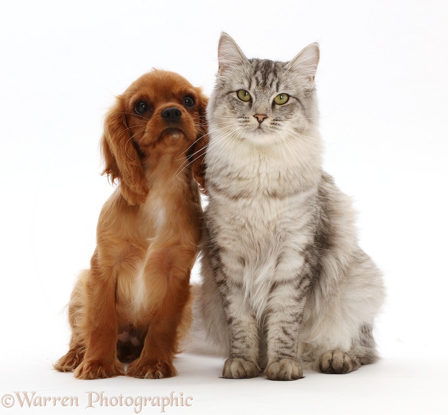Silver tabby female cat, sitting with ruby Cavalier King Charles Spaniel puppy, white background