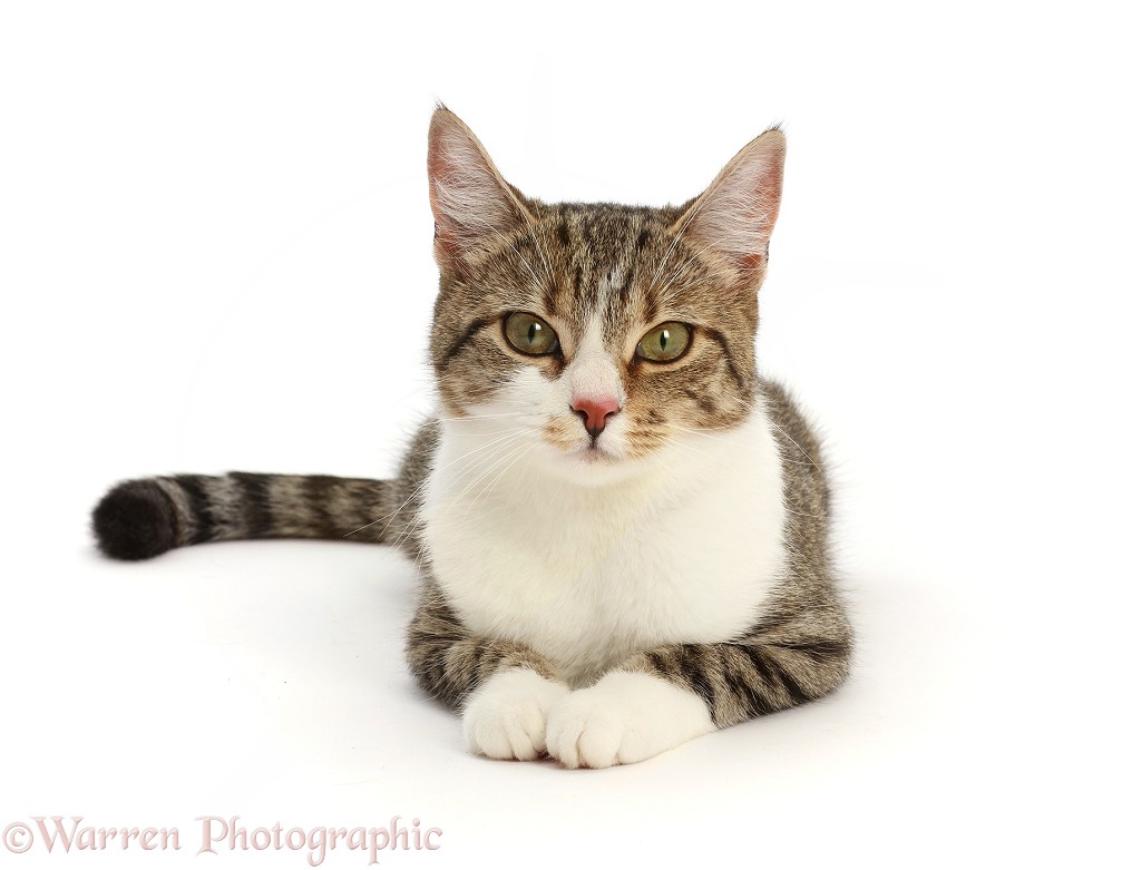 Tabby-and-white cat, lying with head up, white background