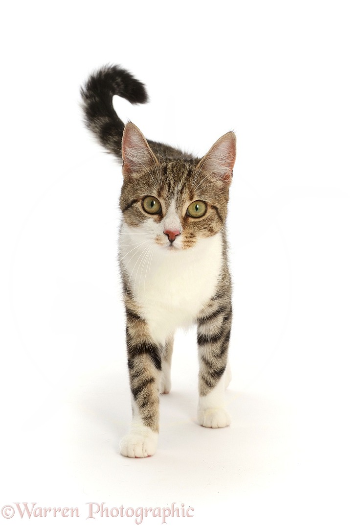 Tabby-and-white cat, walking, white background