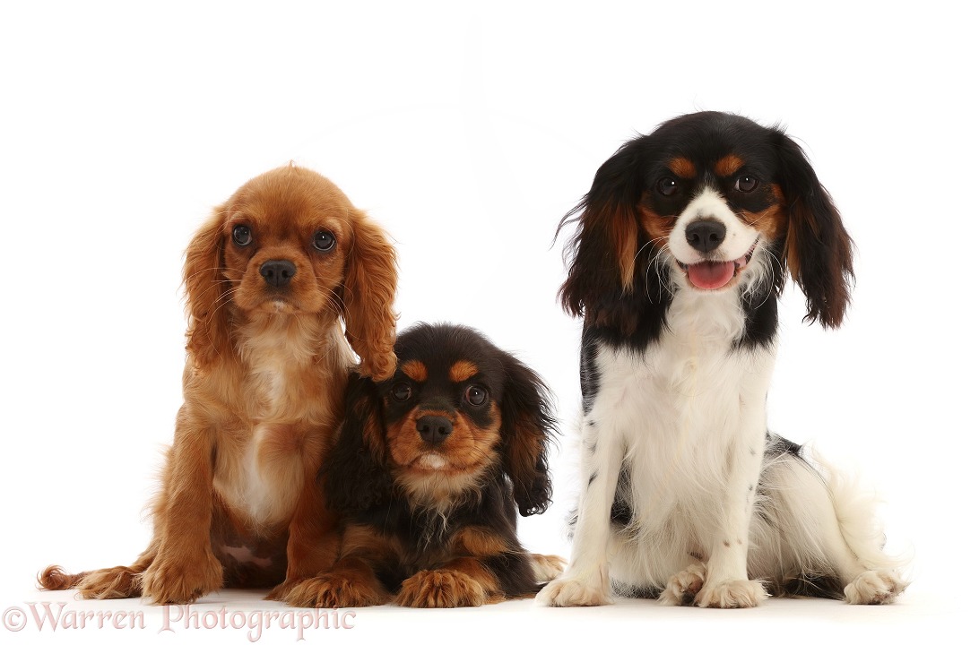 Ruby and black-and-tan Cavalier King Charles Spaniel puppies, with their tricolour mother, white background