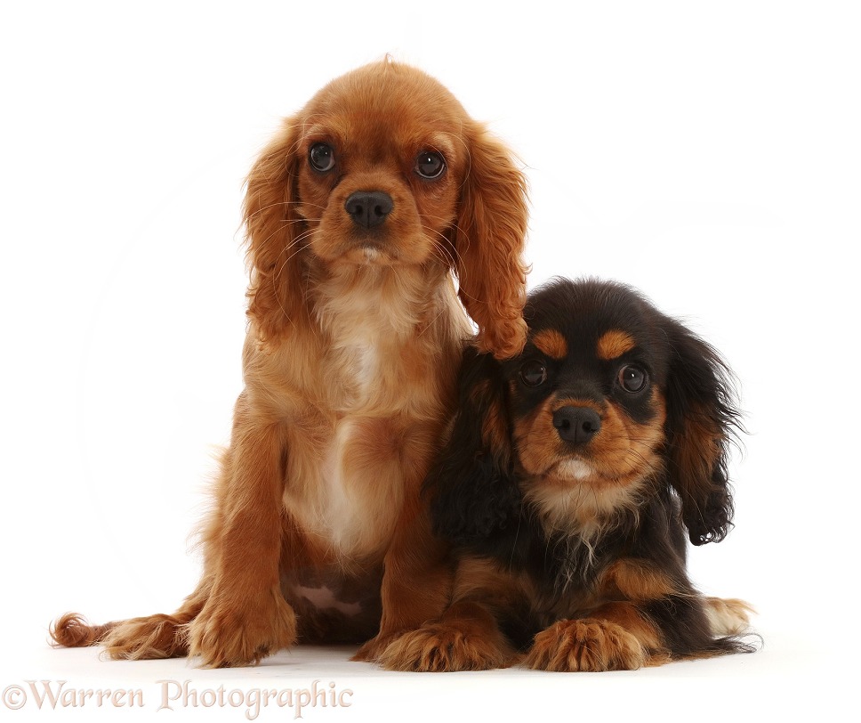 Ruby and black-and-tan Cavalier King Charles Spaniel puppies, white background