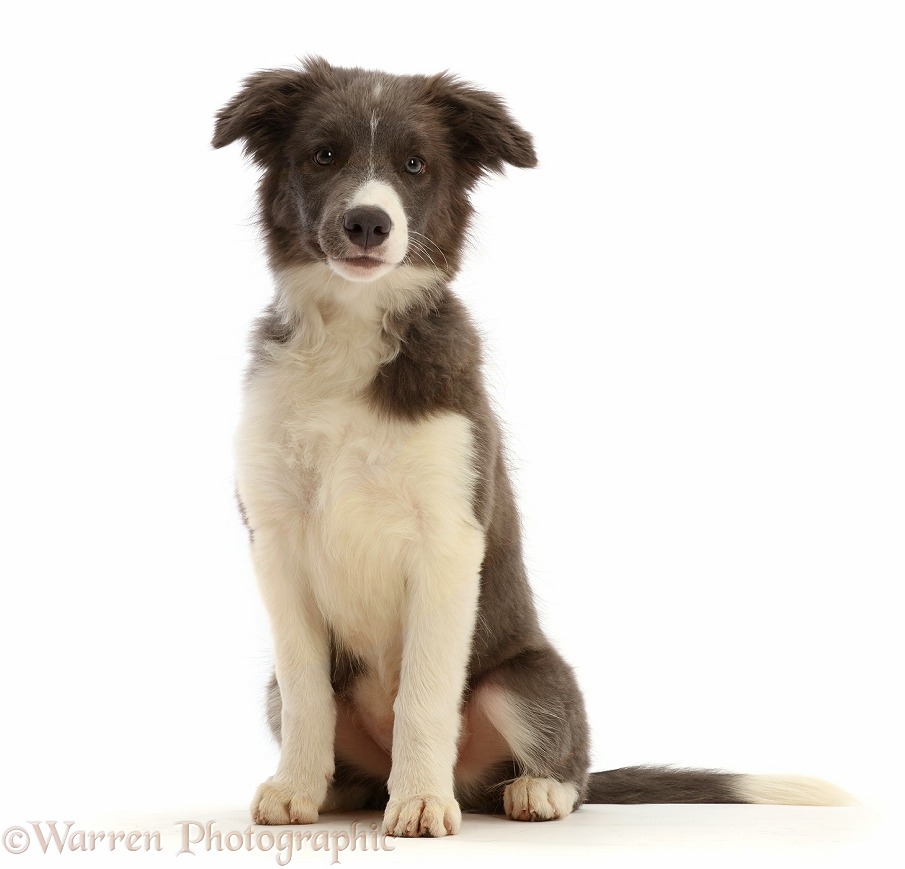 Blue and white Border Collie puppy sitting, white background