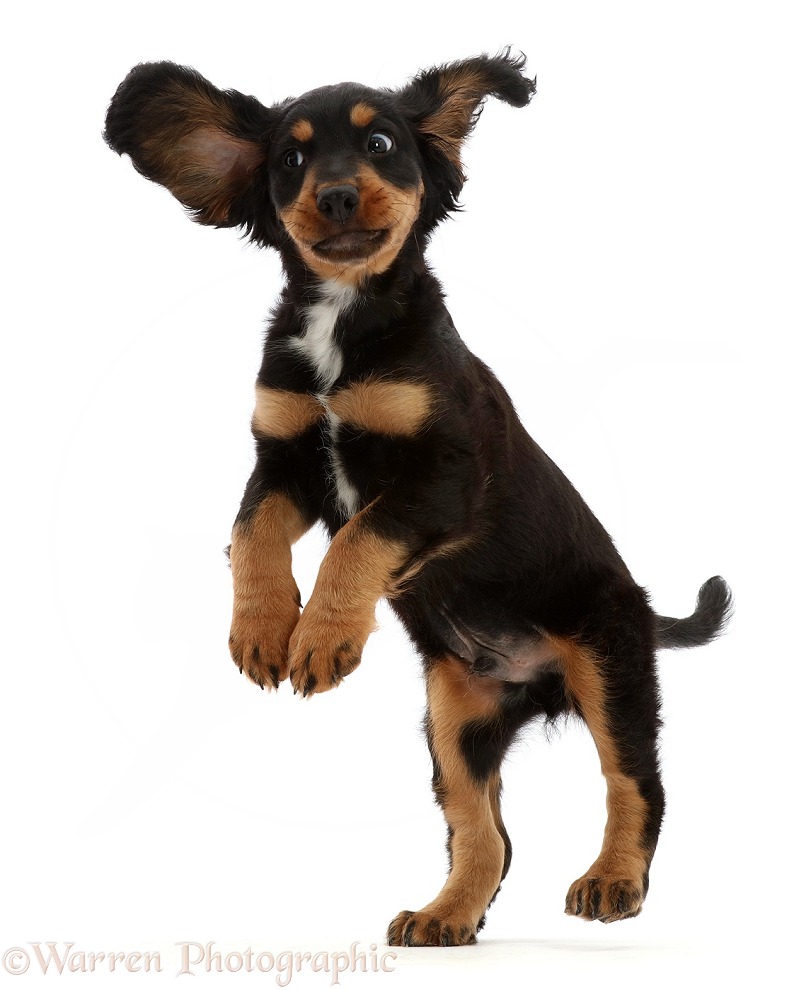 Black-and-tan Cocker Spaniel puppy, jumping up, white background