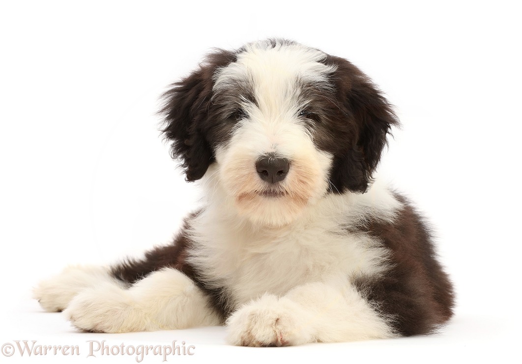 Bearded Collie puppy, Oreo, 10 weeks old, lying head up, white background