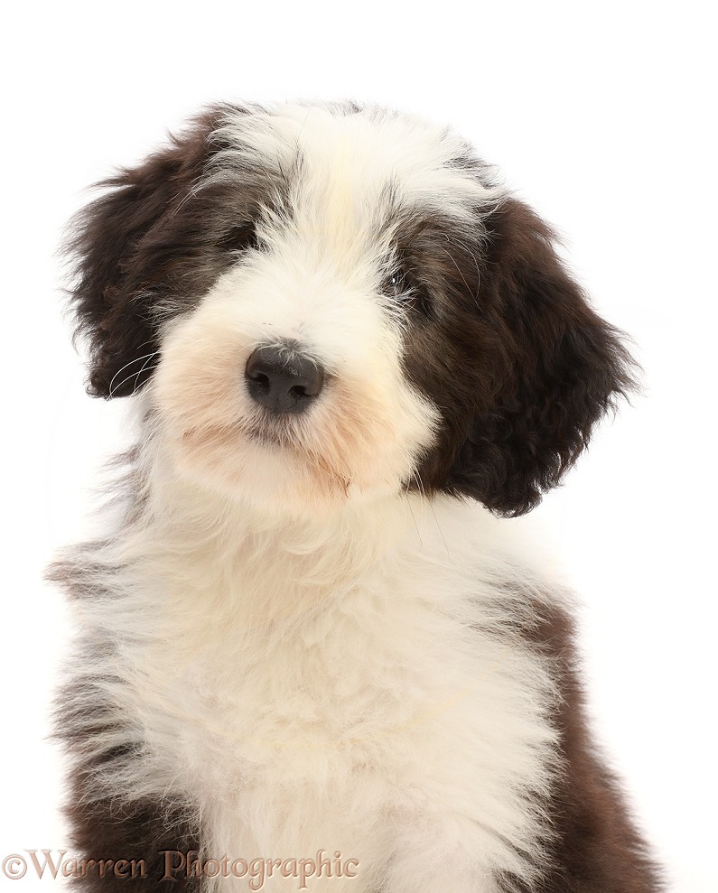 Bearded Collie puppy, Oreo, 10 weeks old, portrait, white background