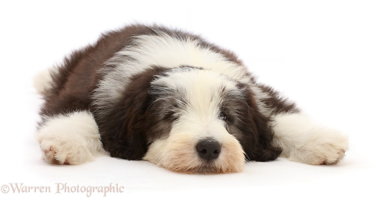 Bearded Collie puppy, Oreo, 10 weeks old, lying with chin on floor, white background