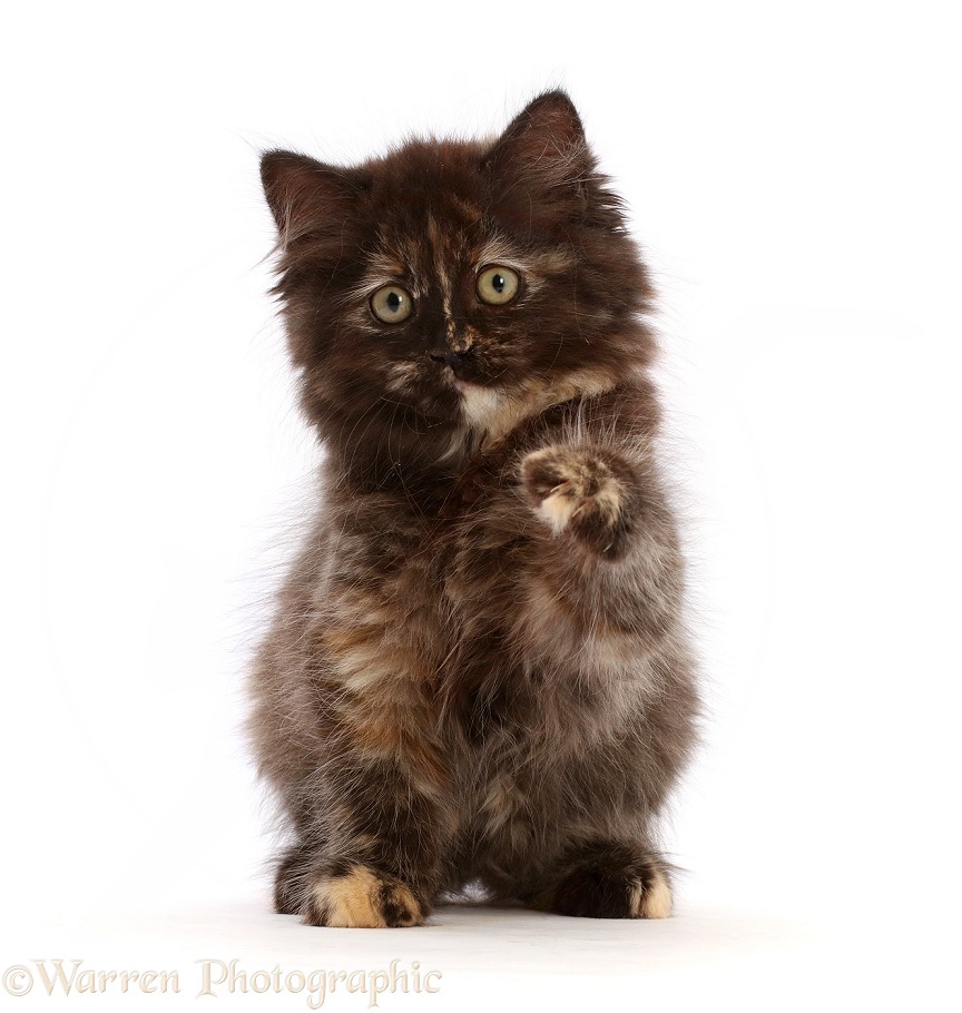 Chocolate tortoiseshell kitten, sitting and pointing a paw, white background