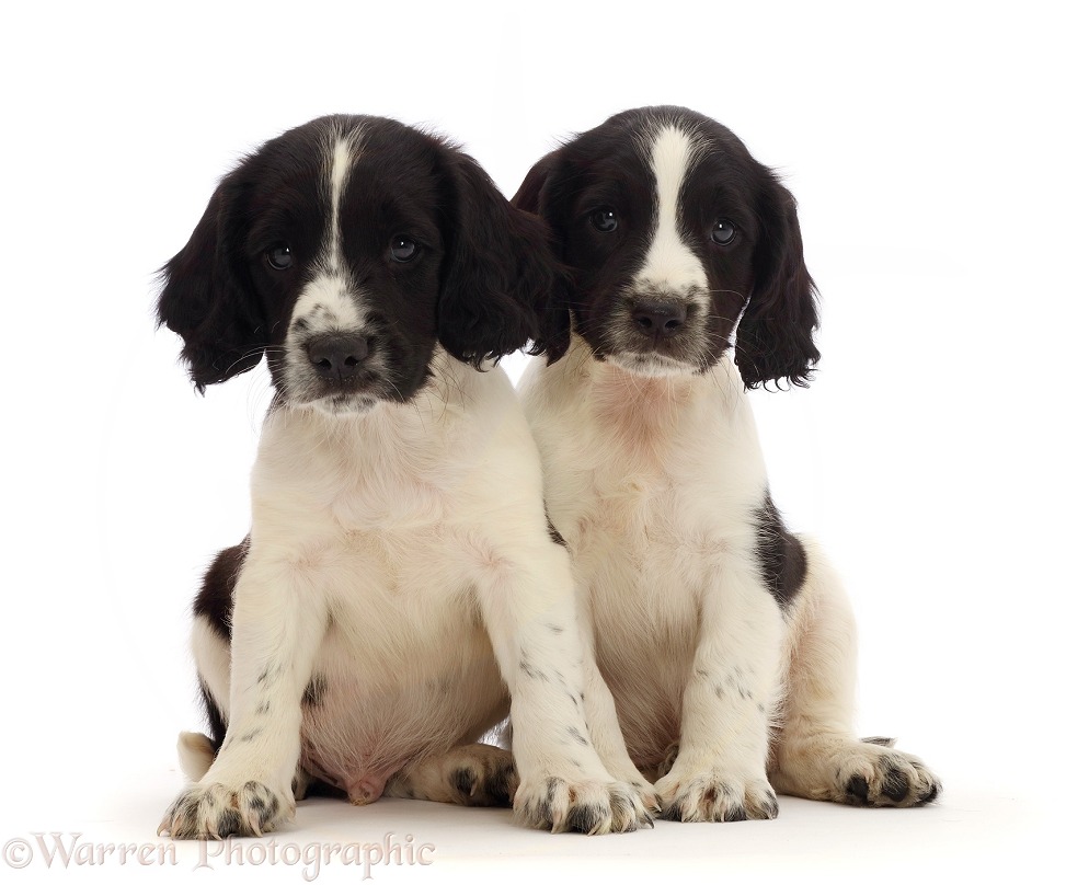 Two working English Springer Spaniel puppies, 7 weeks old, white background