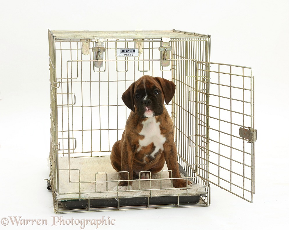 Boxer puppy, 8 weeks old, in a crate, white background