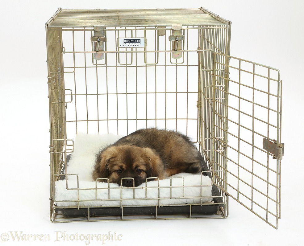 Tibetan Spaniel dog puppy, Bair, 13 weeks old, lying in a crate, white background