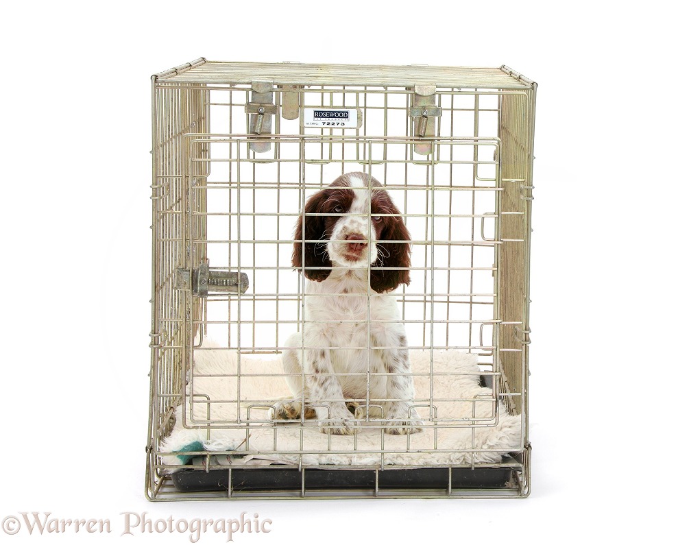 English Springer Spaniel puppy in a crate, white background