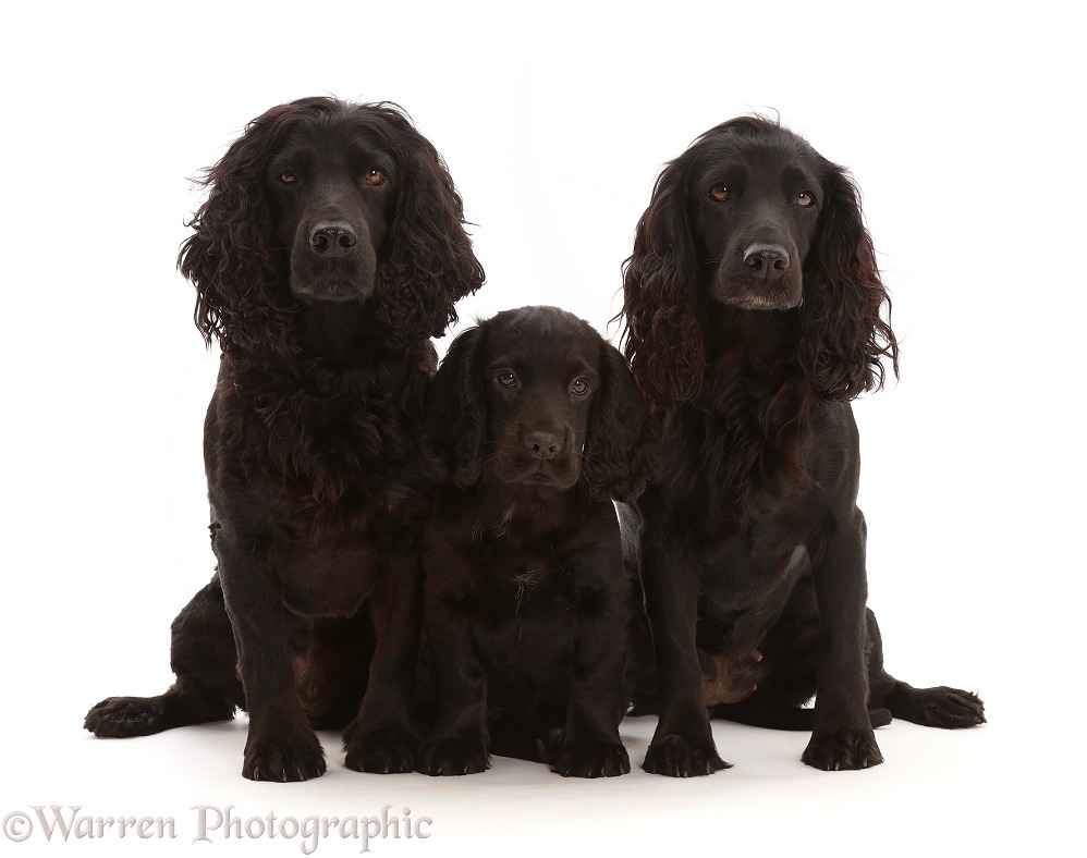 Black Cocker Spaniel dog and bitch, sitting with a puppy, white background