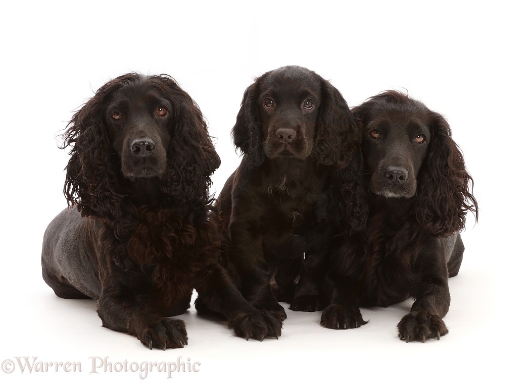 Black Cocker Spaniel dog and bitch, lying with a puppy, white background
