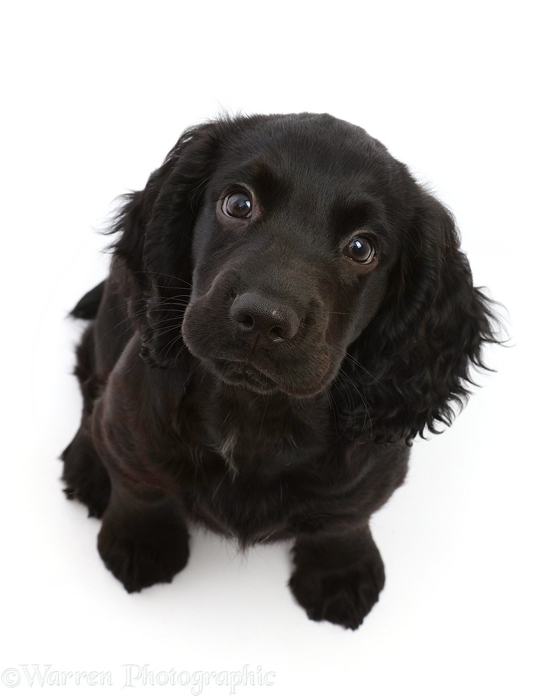 Black Cocker Spaniel puppy, sitting and looking up, white background