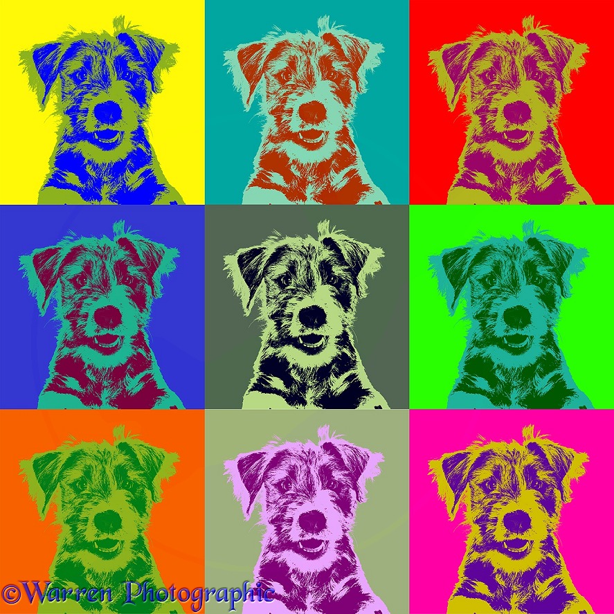 Young Jack Russell Terrier cross pup, Jorge, in different colours