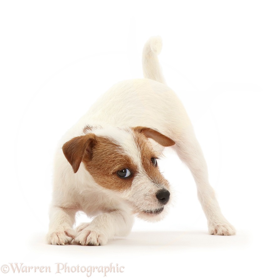 Tan-and-white Jack Russell Terrier puppy, in play-bow, white background