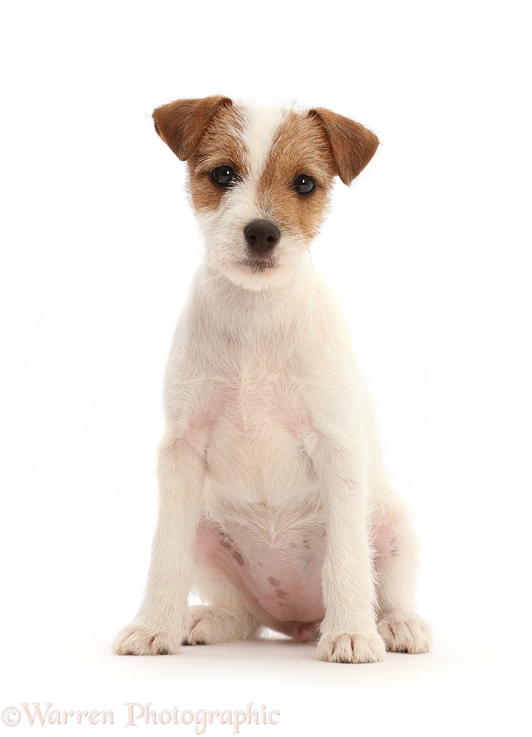 Tan-and-white Jack Russell Terrier puppy, sitting, white background