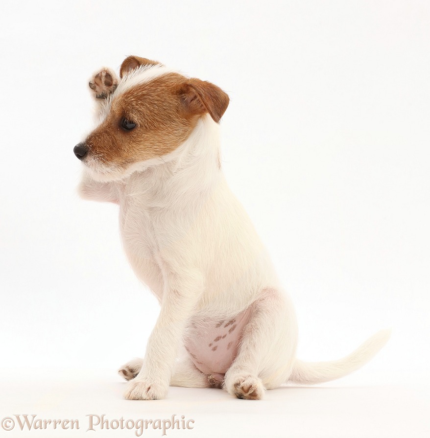 Tan-and-white Jack Russell Terrier puppy, paw up, white background