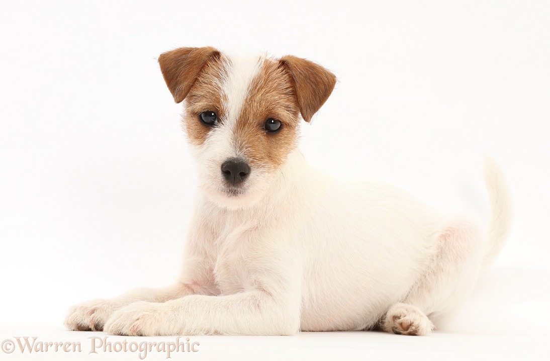 Tan-and-white Jack Russell Terrier puppy, lying head up, white background