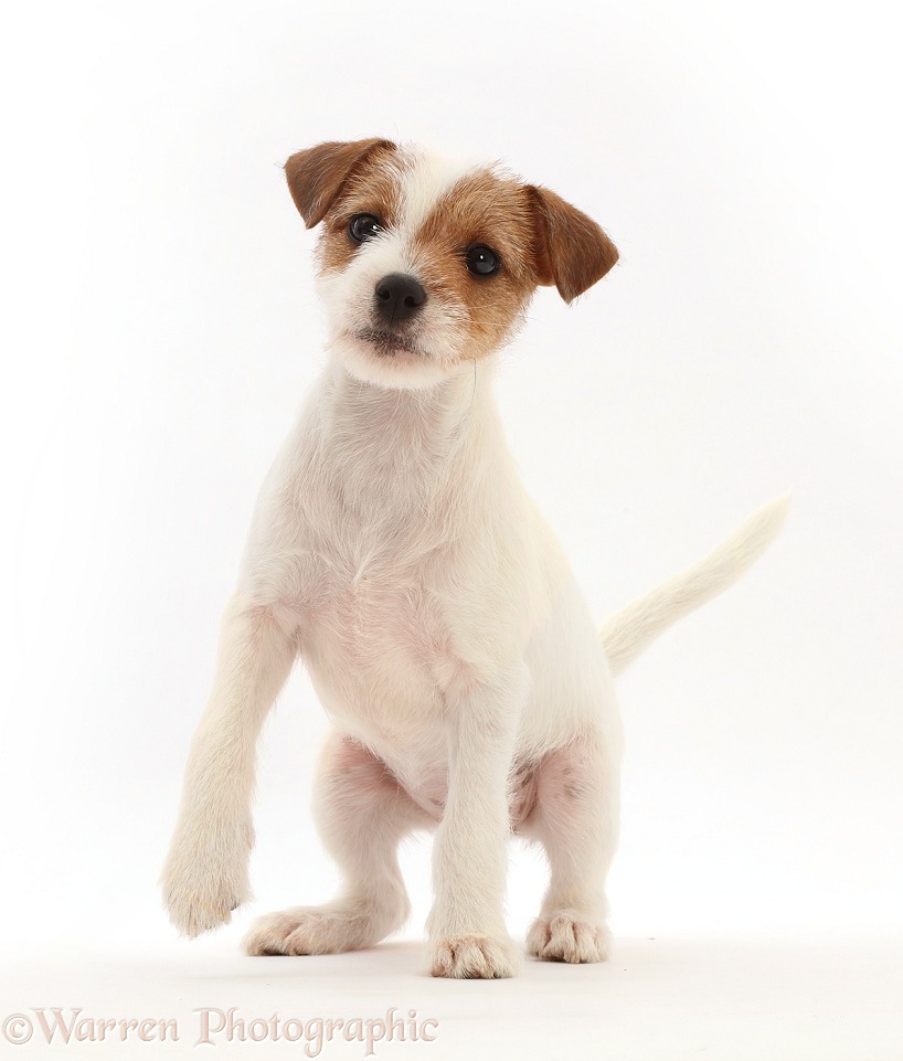 Tan-and-white Jack Russell Terrier puppy, with raised paw, white background