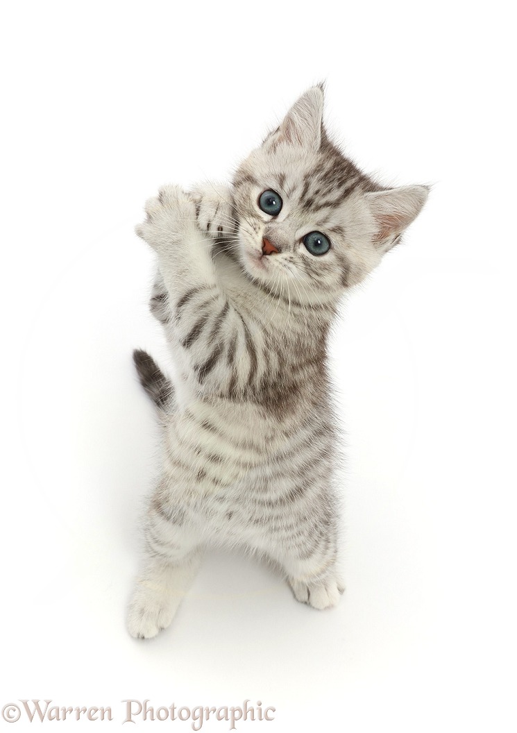 Silver tabby kitten, Misty, 7 weeks old, looking up and clutching paws by cheek, white background