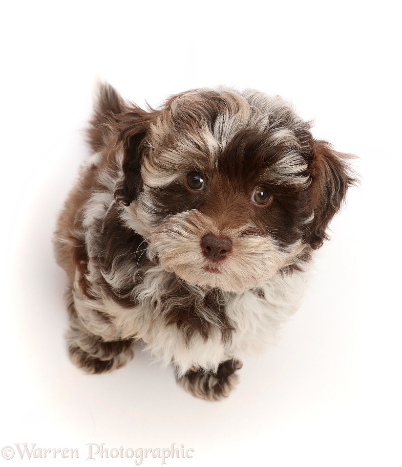 Chocolate merle Cockapoo puppy, 9 weeks old, sitting looking up, white background