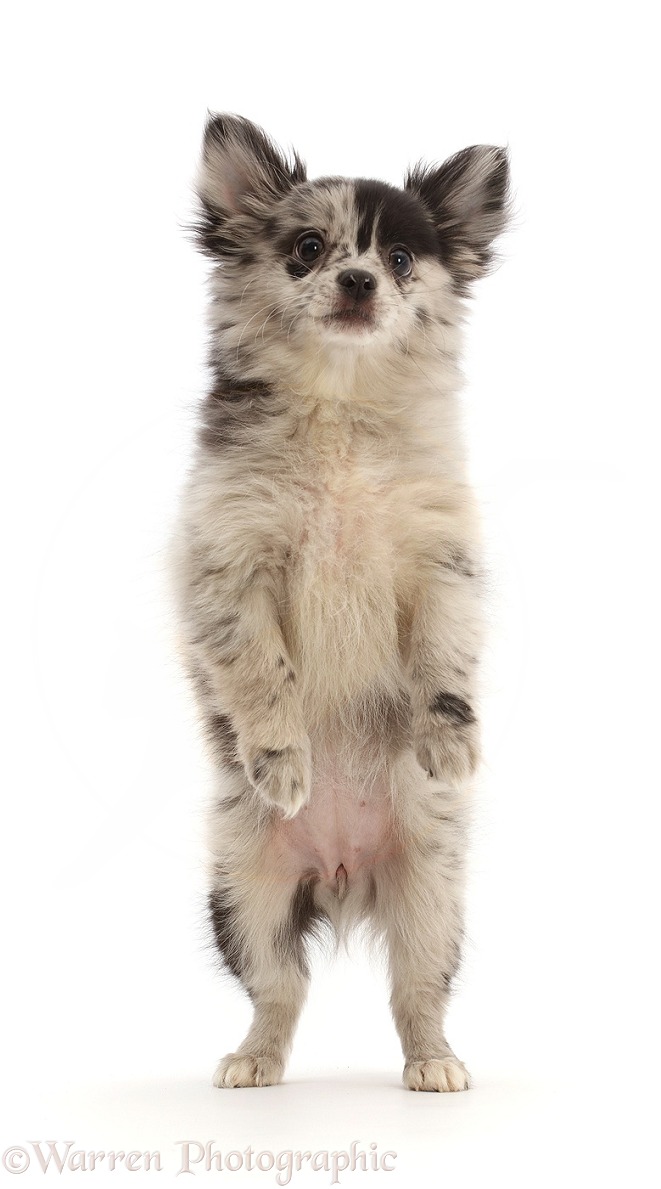 Pomchi puppy, Demi, 3 months old, standing on hind legs, white background