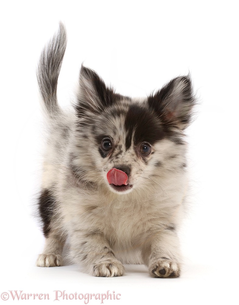 Pomchi puppy, Demi, 3 months old, in play-bow, white background