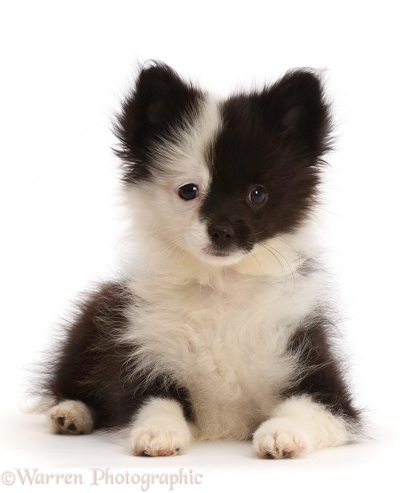 Pomchi (Pomeranian x Chihuahua) puppy, Grub, 11 weeks old, lying with head up, white background