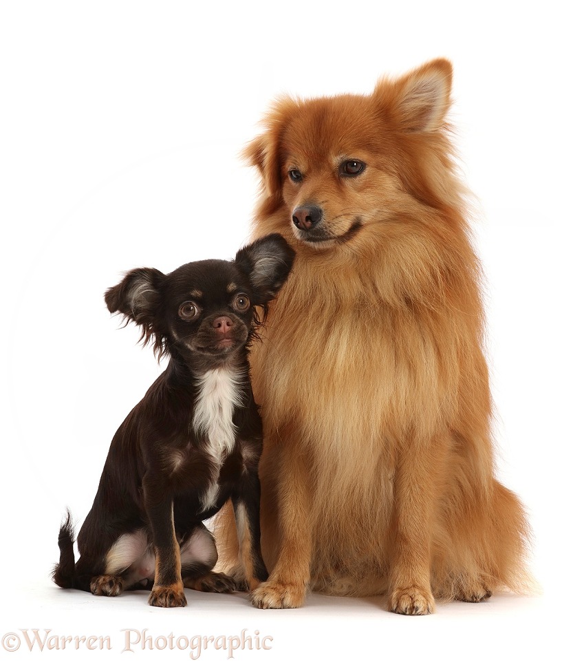 Pomeranian x Spitz dog, Yogi, 3 years old, sitting with Chihuahua-cross puppy, Mia, 5 months old, white background