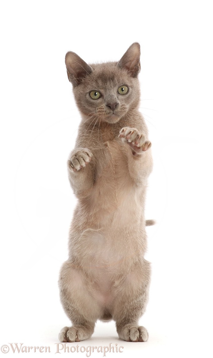 Lilac Burmese kitten, standing up with raised threatening paws, white background