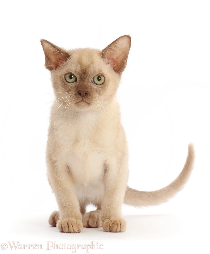 Chocolate Burmese kitten, white background