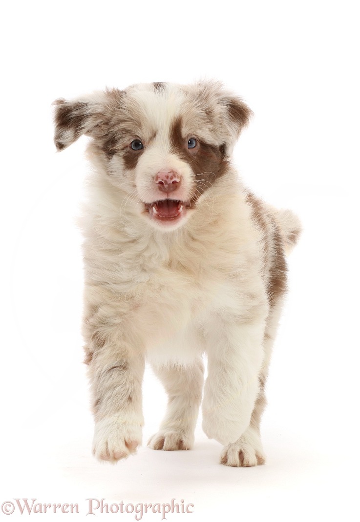 Red merle Border Collie puppy, 6 weeks old, running, white background