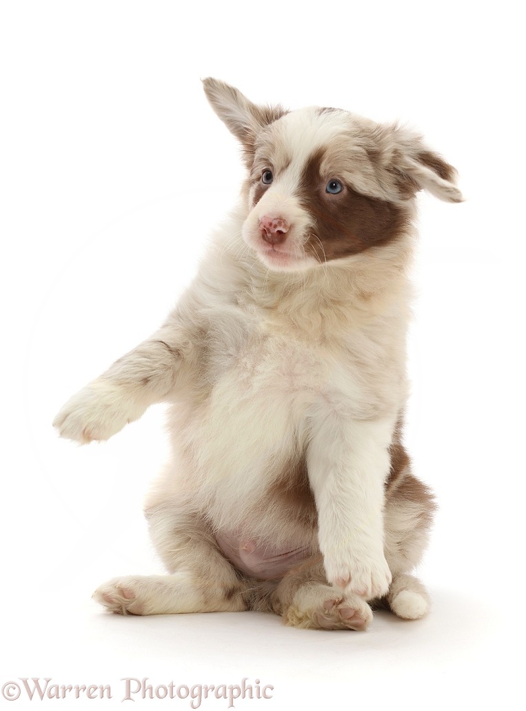 Red merle Border Collie puppy, 6 weeks old, falling back after jumping up, white background