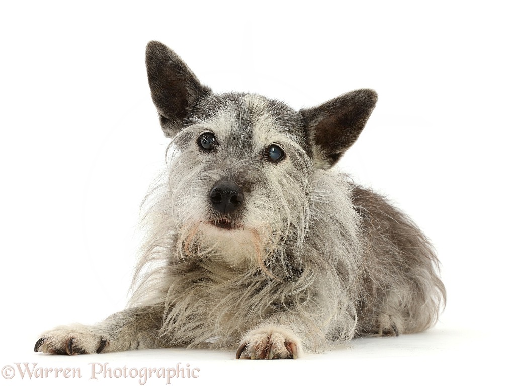 Shaggy elderly Jack Russell cross bitch, Widget, 15 years old, lying with head up, white background
