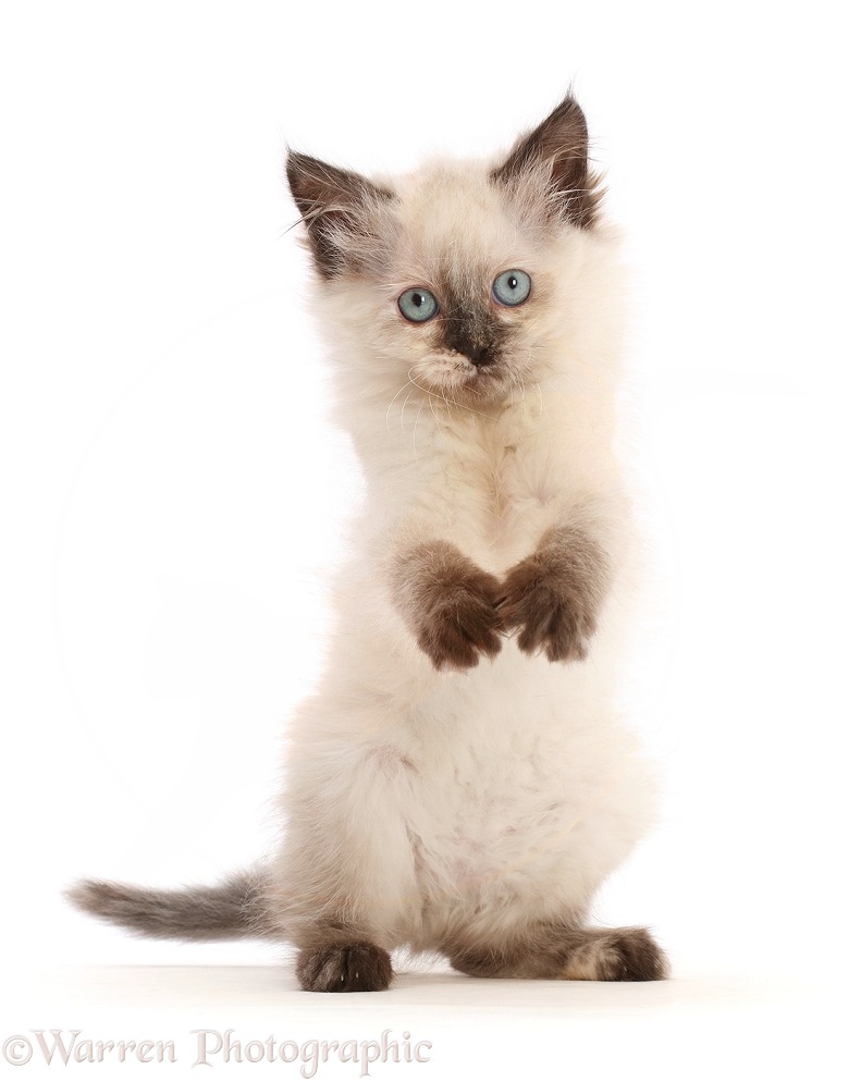 Ragdoll-cross kitten, with raised paws, white background