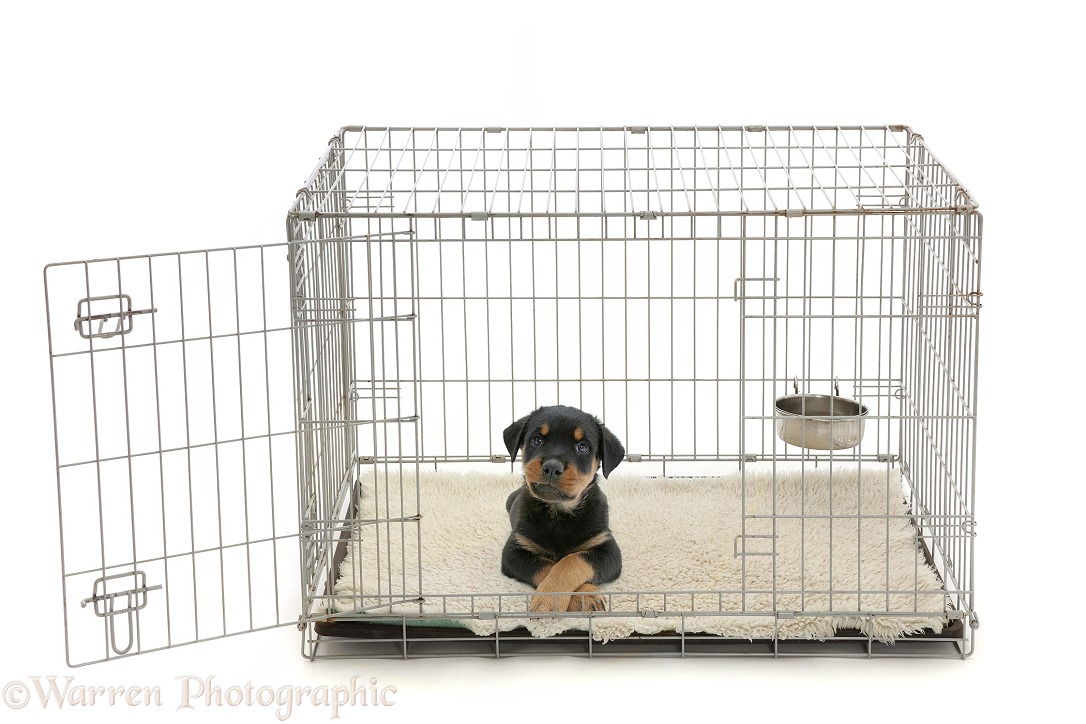 Rottweiler pup, with paws crossed, lying in a crate, white background