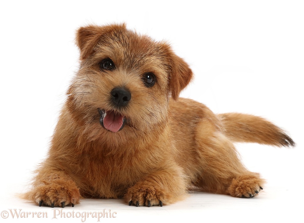 Norfolk terrier, Hettie, 7 months old, white background