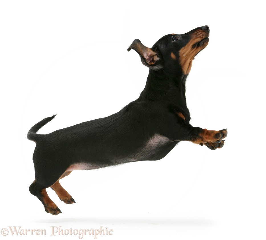 Miniature Dachshund leaping, white background