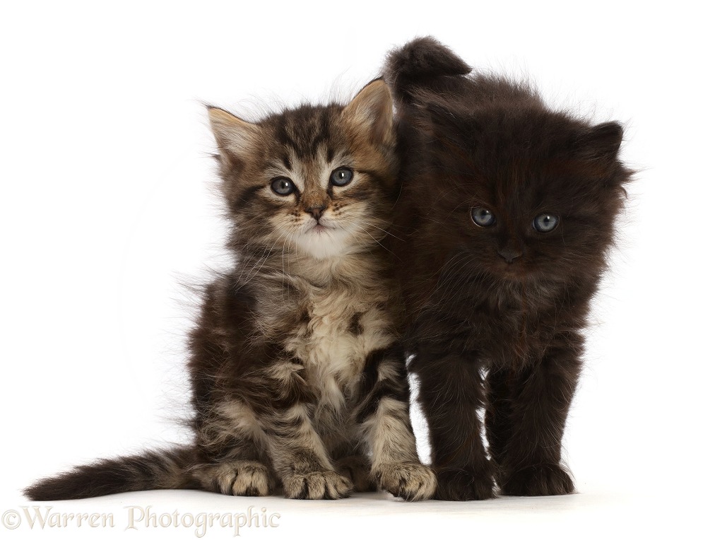 Two fluffy kittens, one tabby, one black, white background