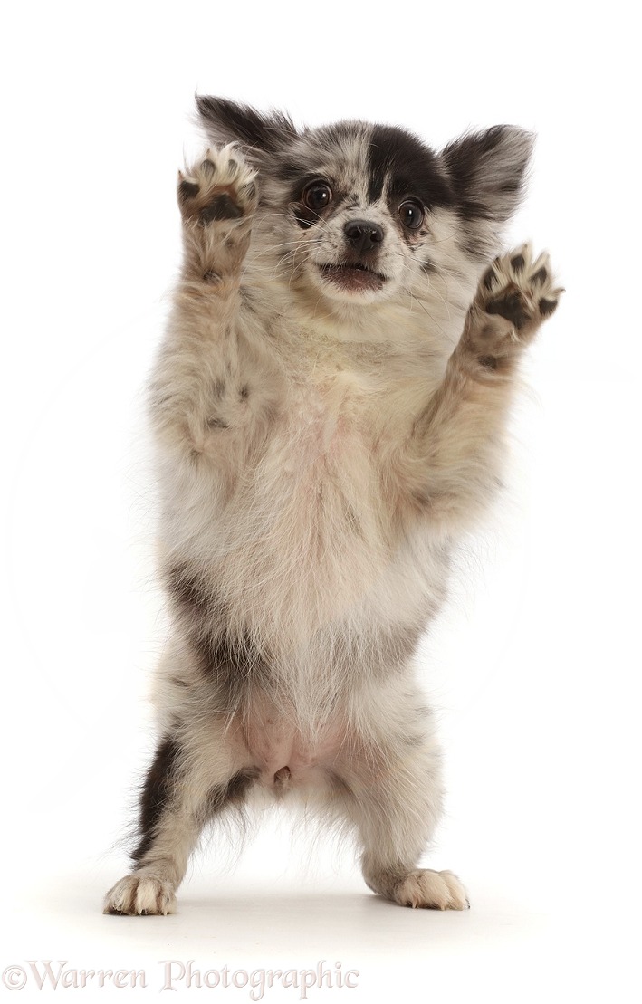 Pomchi puppy, Demi, 4 months old, standing up on hind legs with raised paws, white background